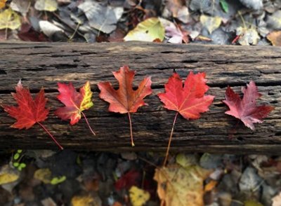 ​22首网友原创红叶诗词，留住绚烂秋色！