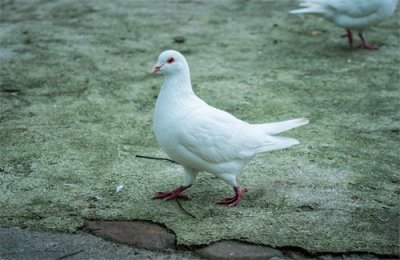 ​认识一下常见的鸽子