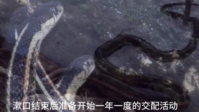 ​万蛇交配的场景你见过吗，密集恐惧症患者请谨慎#奇妙的动物