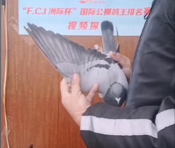 ​300，400公里均夺冠，万喜公棚神奇小鸟决赛还能创造奇迹？