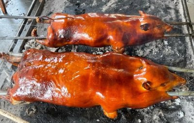 ​广西—巴马香猪