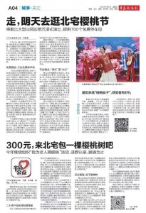 ​半岛聚焦 | 樱桃之乡，甜蜜相约！青岛2023樱桃节本周六开幕！