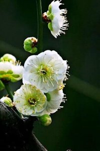 ​绿梅～梅花中的佼佼者。因萼绿花白，小枝青绿而得名