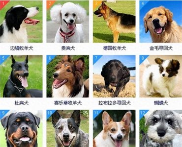 ​狗狗智商排名前8位，都是聪明的犬种，秒懂主人的意思