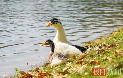 ​“网红鸭”现身解放公园与游客亲密互动