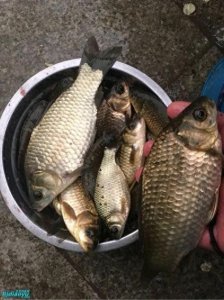 ​春钓鲫鱼五个核心技术，你知道吗？