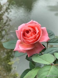 ​珊瑚果冻月季太优秀，入秋以来花开不断，美艳绝伦