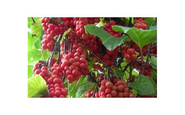 秋季美味的汤有哪些 秋季喝什么美味汤养生