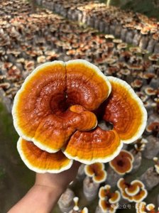 ​【中药材科普】每天认识一味中草药-灵芝