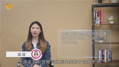 ​中国石蒜和忽地笑区别