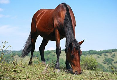 ​陇县关山森林公园景区介绍