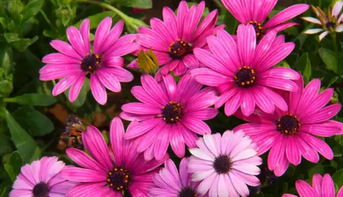 冬天的花有哪些,冬天有哪些花开放?图10