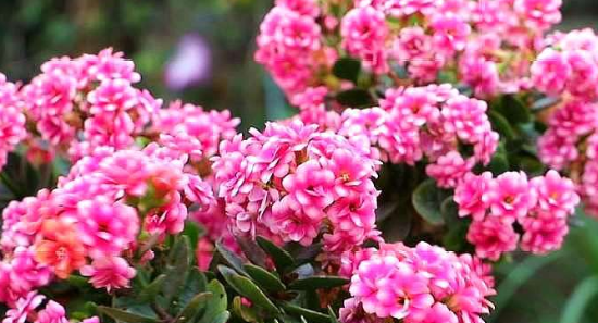 冬天的花有哪些,冬天有哪些花开放?图5