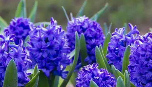 冬天的花有哪些,冬天有哪些花开放?图11