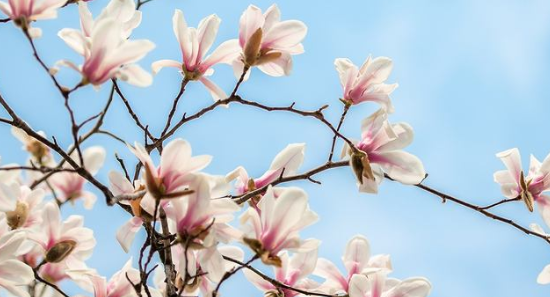 冬天的花有哪些,冬天有哪些花开放?图3