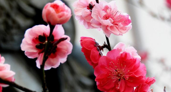 冬天的花有哪些,冬天有哪些花开放?图2