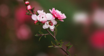 ​冬天的花有哪些,冬天有哪些花开放?