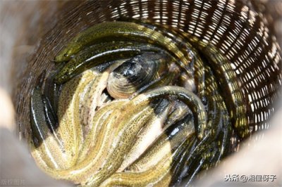 ​长得像泥鳅，农村叫“花鳅”，书上找不到它名，你认识吗