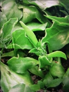 ​新特型蔬菜一一冰菜简介