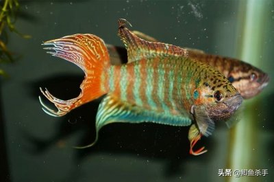 ​中国原生观赏鱼，有人称它为“菩萨鱼”，如今5厘米长论条卖