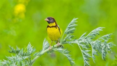 ​禾花雀的“罚单”：30年间几亿只消失不见，谁是它的终极杀手？