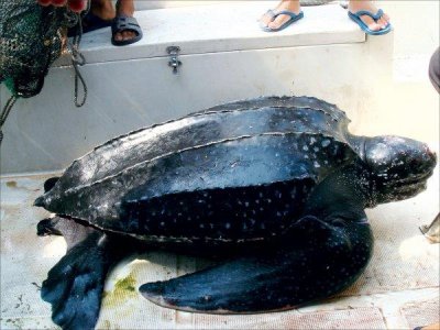 ​世界上最大的海龟有多大？棱皮龟体长可达3米