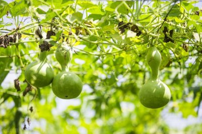 ​葫芦怎么处理才能变干？5个操作步骤，一个都不能少