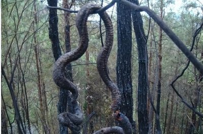四川巴中发生森林火灾惊现十几米巨蟒，巨蟒渡劫事件到底是真是假