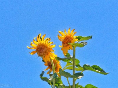 黄标车：了解这一环保标签背后的含义