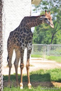 ​河北石家庄市动物园：长颈鹿