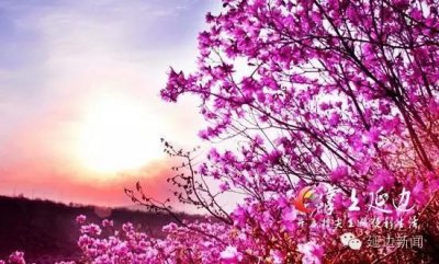 ​这处超美的金达莱花谷好多延边人都不知道！