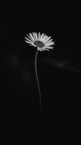 ​黑色系壁纸第五弹～孤独而沉默