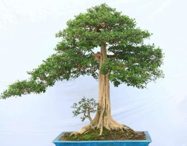 ​盆景设计：九里香盆景设计的几个注意事项