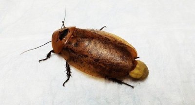 ​俄媒：母蟑螂产后卵鞘破裂面临所谓 兽医妙手回春做手术