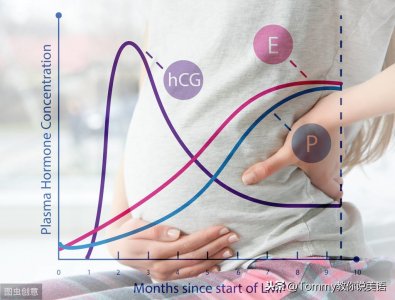 ​20秒记一个单词（第1371个）hormone