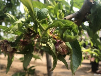 壮壮帮忙：桃树蚜虫如何防