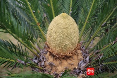 ​真是罕见：南京玄武湖两棵铁树开花，还开出一棵双朵