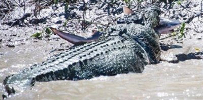 ​80岁巨鳄成功猎捕牛鲨，终于报得当年的失腿之痛！