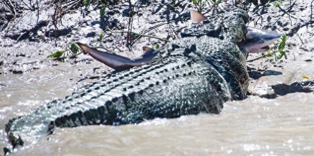 80岁巨鳄成功猎捕牛鲨，终于报得当年的失腿之痛！