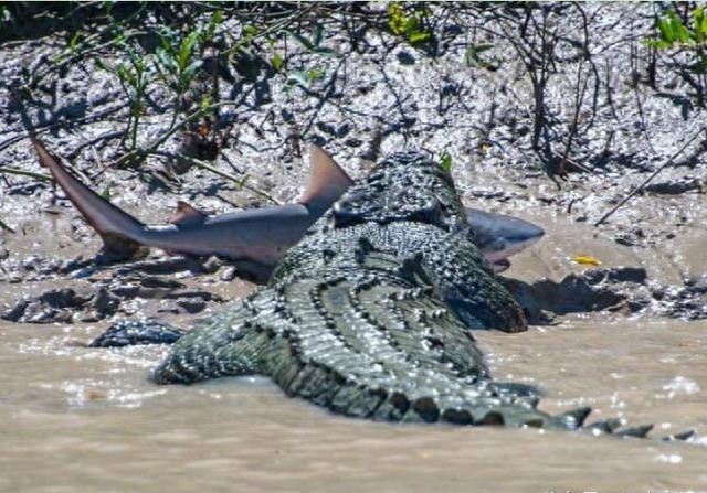 80岁巨鳄成功猎捕牛鲨，终于报得当年的失腿之痛！