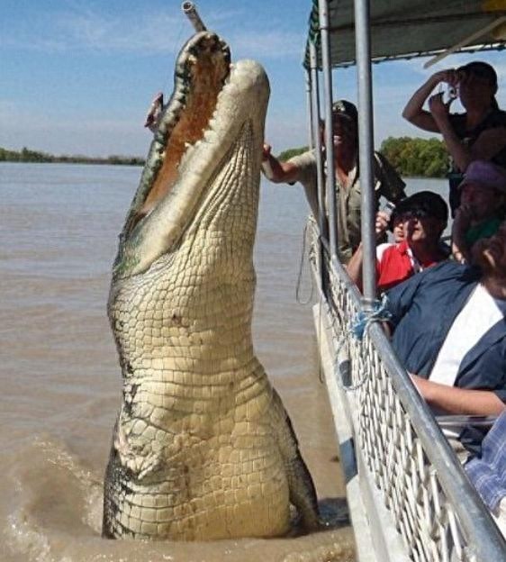 80岁巨鳄成功猎捕牛鲨，终于报得当年的失腿之痛！