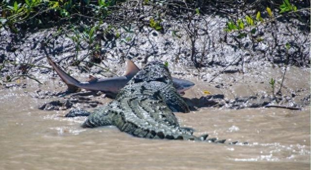 80岁巨鳄成功猎捕牛鲨，终于报得当年的失腿之痛！
