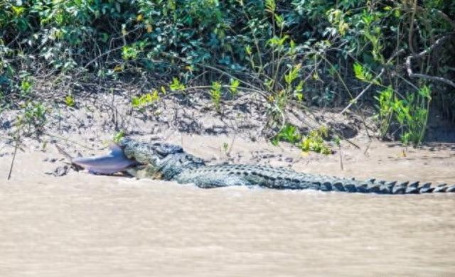 80岁巨鳄成功猎捕牛鲨，终于报得当年的失腿之痛！