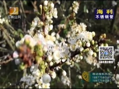 ​李花怒放一树白  洁白如雪喜迎春