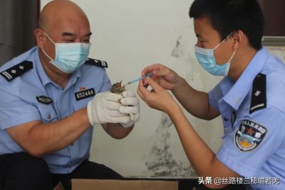 ​赞！杜鹃幼鸟落入农家，若羌公安细心救助