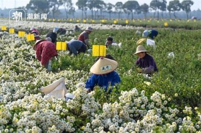 ​“中国杭白菊之乡”迎来丰收