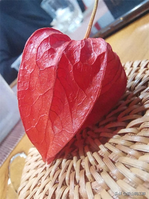 东北往事，苦姑娘你喝过吗