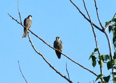 ​自然科普|昆嵛山物种日历之燕隼