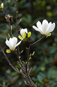 ​带你了解东莞市的市花和市树