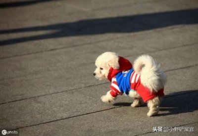 ​常见中型犬品种？中型犬犬种
